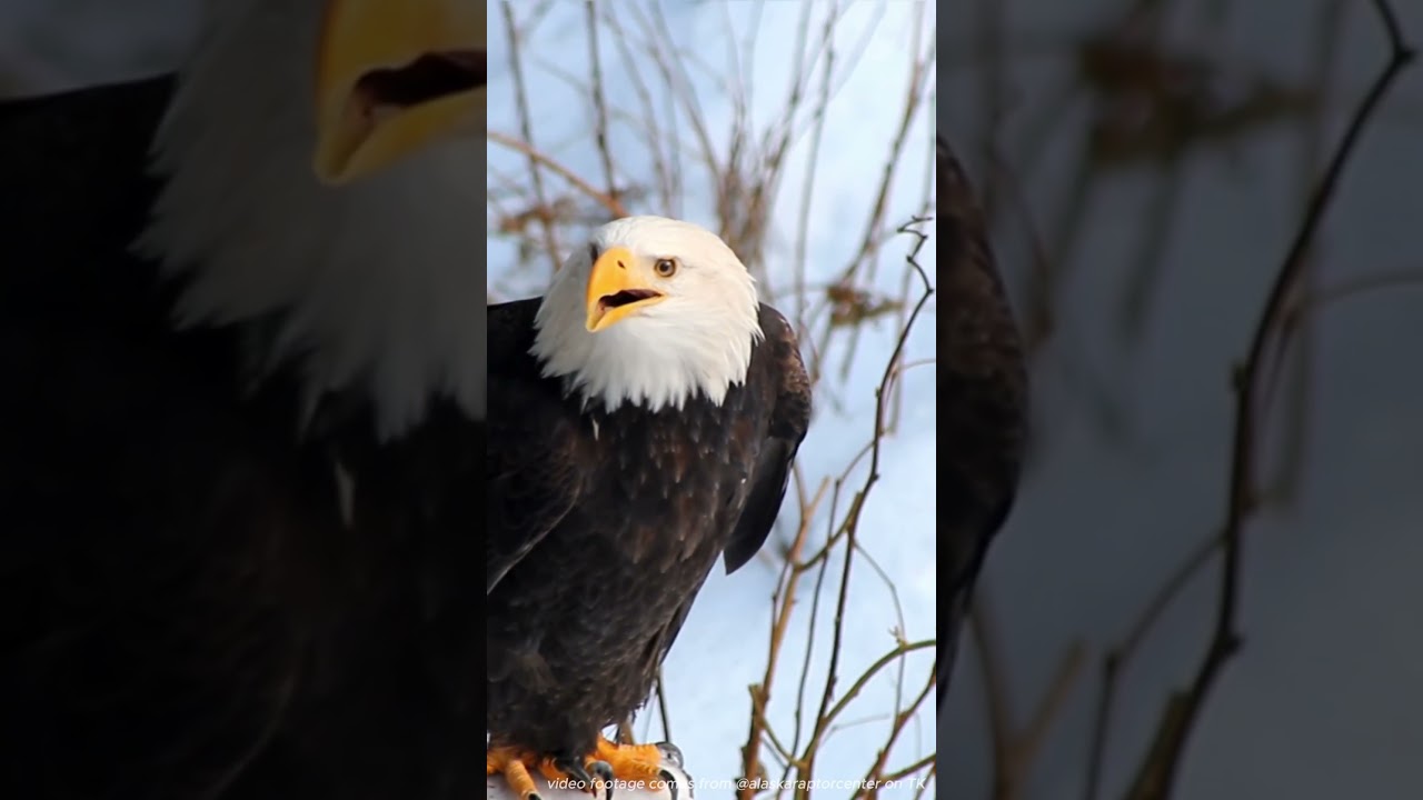 Fun fact about red-tailed hawk sound.