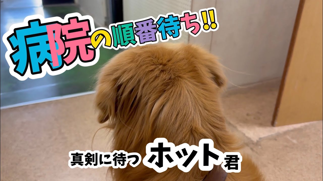 【病院の日】行儀良く順番待ちをする愛犬ホット君