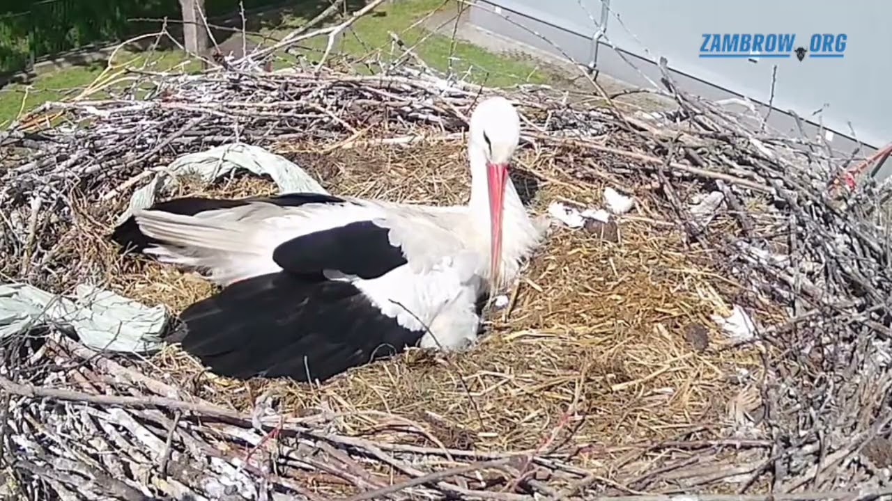 Pisklę wychodzi spod skrzydła bociana - gniazdo Zambrów online - #zambrow #bocian #gniazdo #nażywo