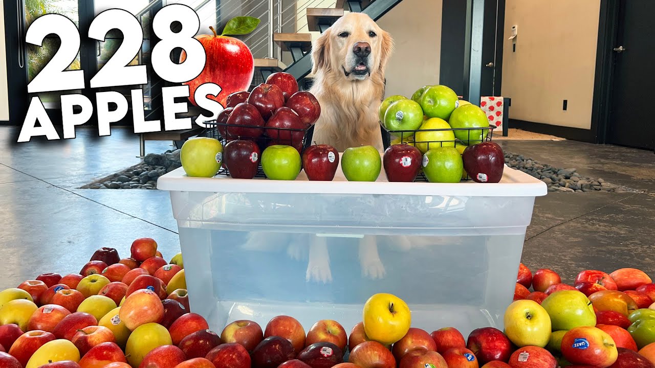 The Apple Episode (Absolute Chaos)