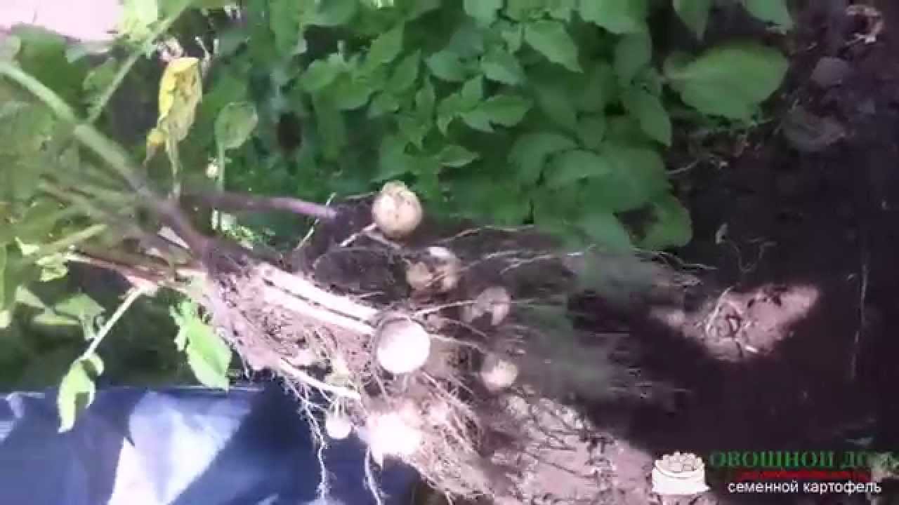 Заболевания картофеля - ризоктония