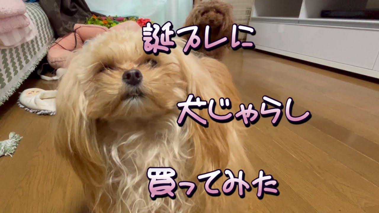 【犬じゃらし】で遊ぶ姉妹#ちわぷーぷー #トイプードル #多頭飼い 