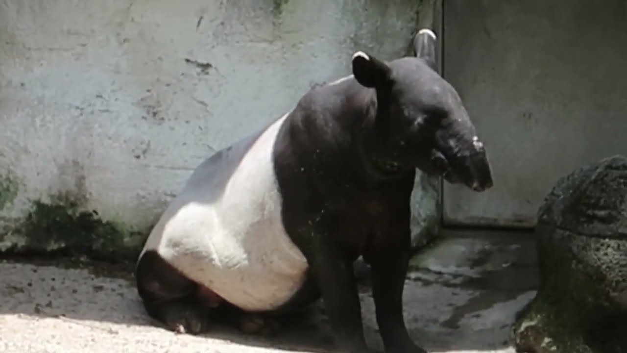 Malayan Tapir and White Handed Gibbons 貘豆、黛忠、小乖、夏強、琍信