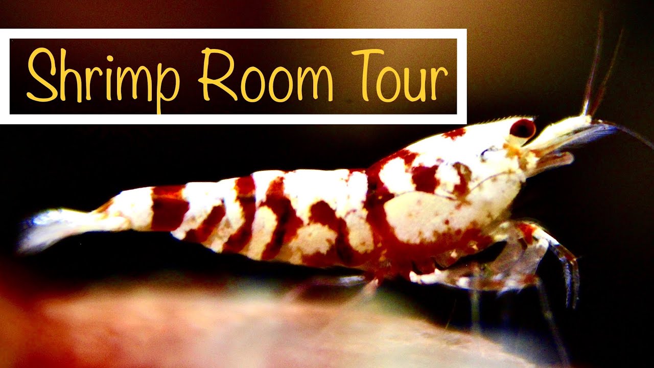 Shrimp Room Tour (Updated)