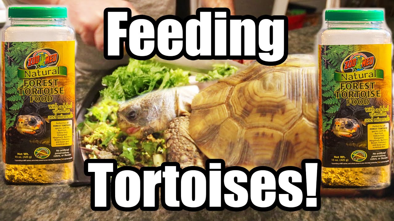 How to Feed Zoo Med Natural Tortoise Food!