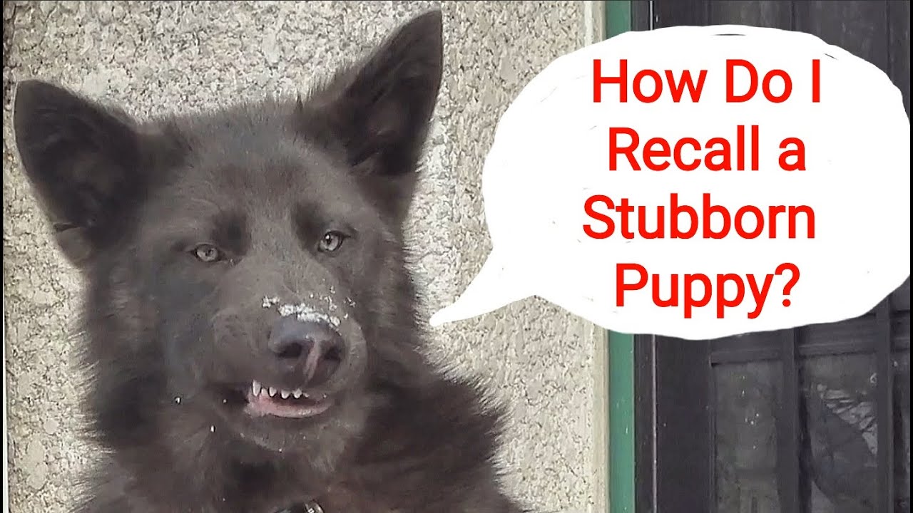 How Do I Recall a Stubborn Puppy?
