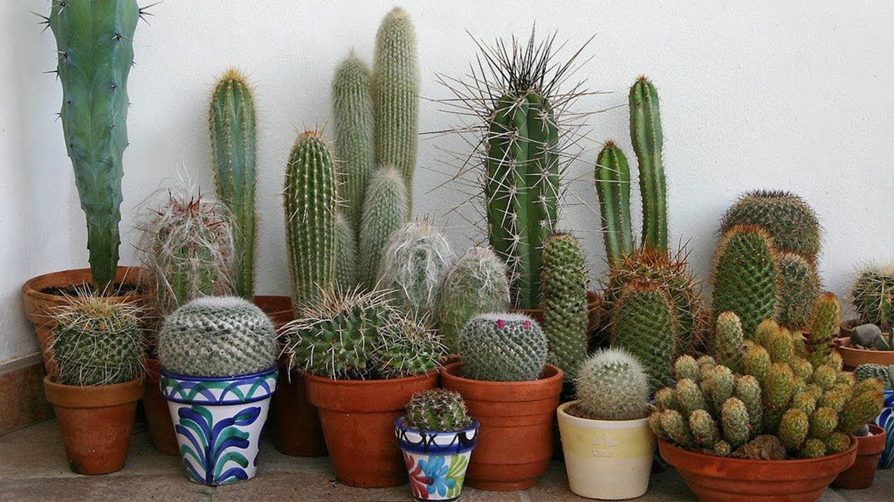 Top 20 variedades de Cactus que soportan la sombra !
