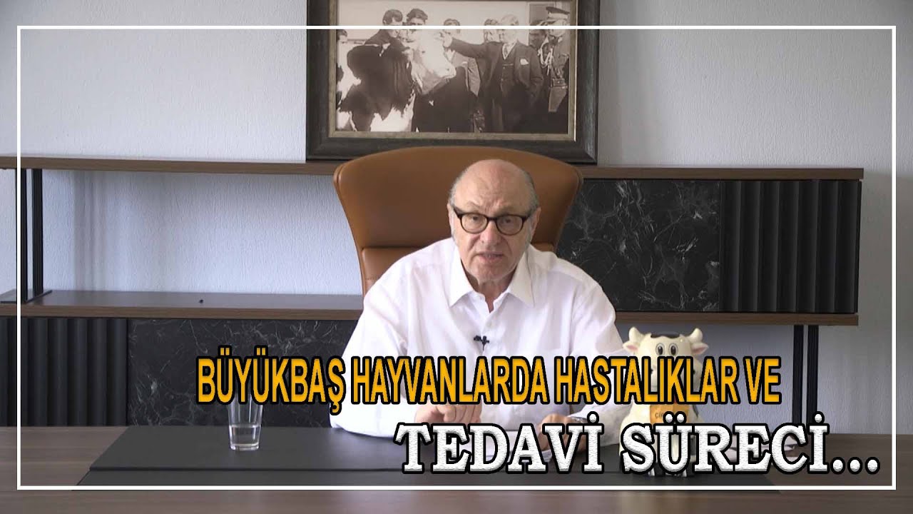 Büyükbaş Hayvanlarda Hastalık ve Tedavi SÜREÇLERİ !