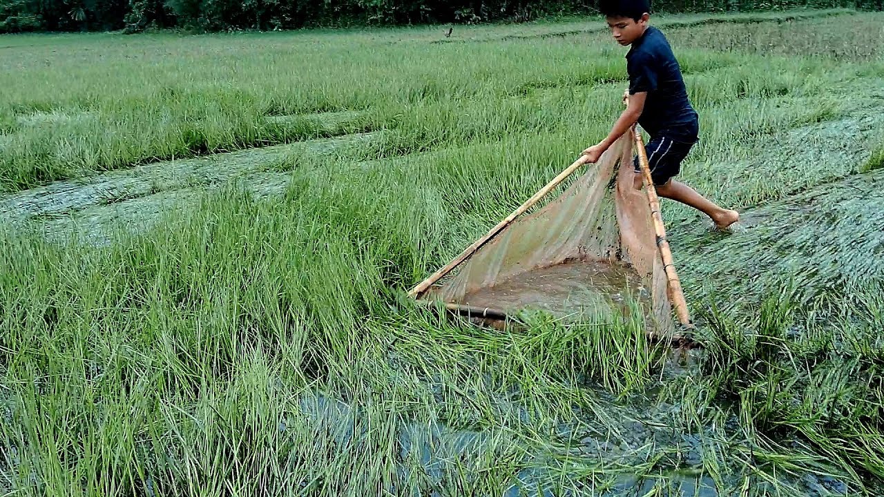 Fishing in Village with Thela Jaal //Village Fishing Vlog – Thela Jaal Se Kamaal Ki Catch#fishing