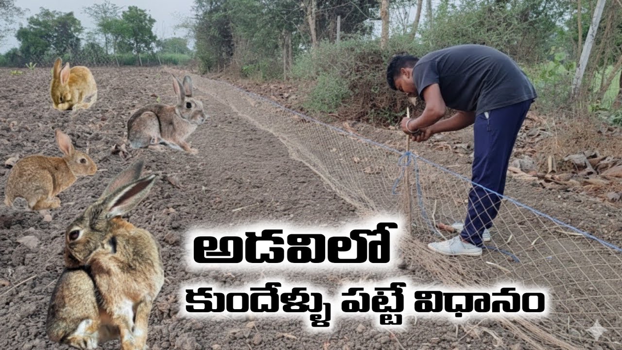 🐰 I Built DIY Rabbit Traps & కుందేలు ఉచ్చులు కట్టే విధానం.