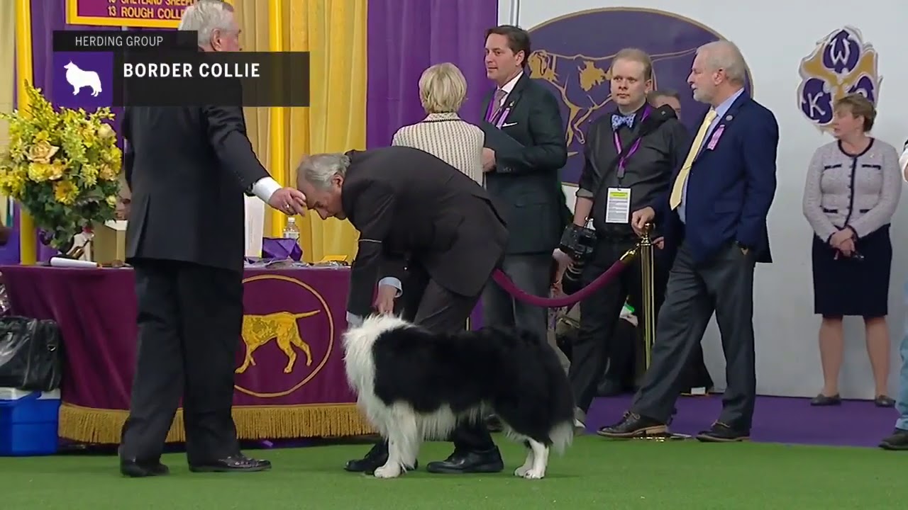 Border Collies | Breed Judging 2019