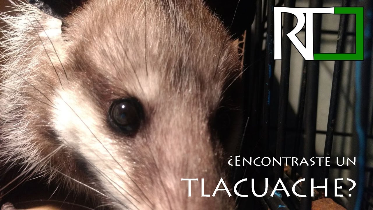 ¿Qué hacer en caso de encontrar un tlacuache?