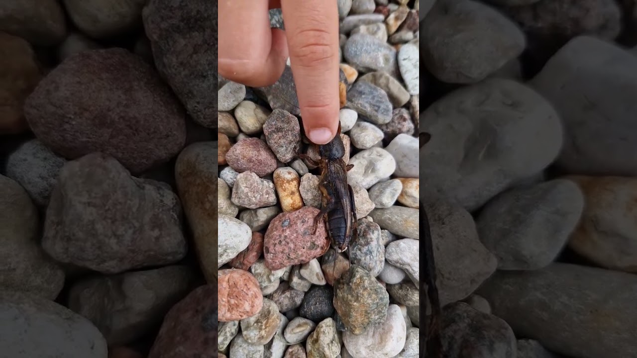 Turkuć podjadek ( gurgling snack)