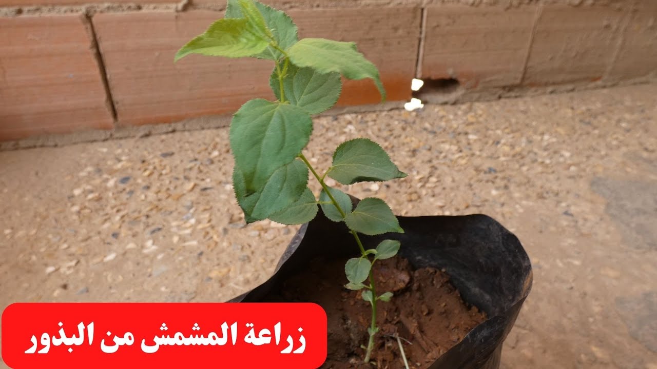 كيف تزرع بذور المشمش صيفا 🌳سر نجاح الانبات 🌳Growing apricots from seeds