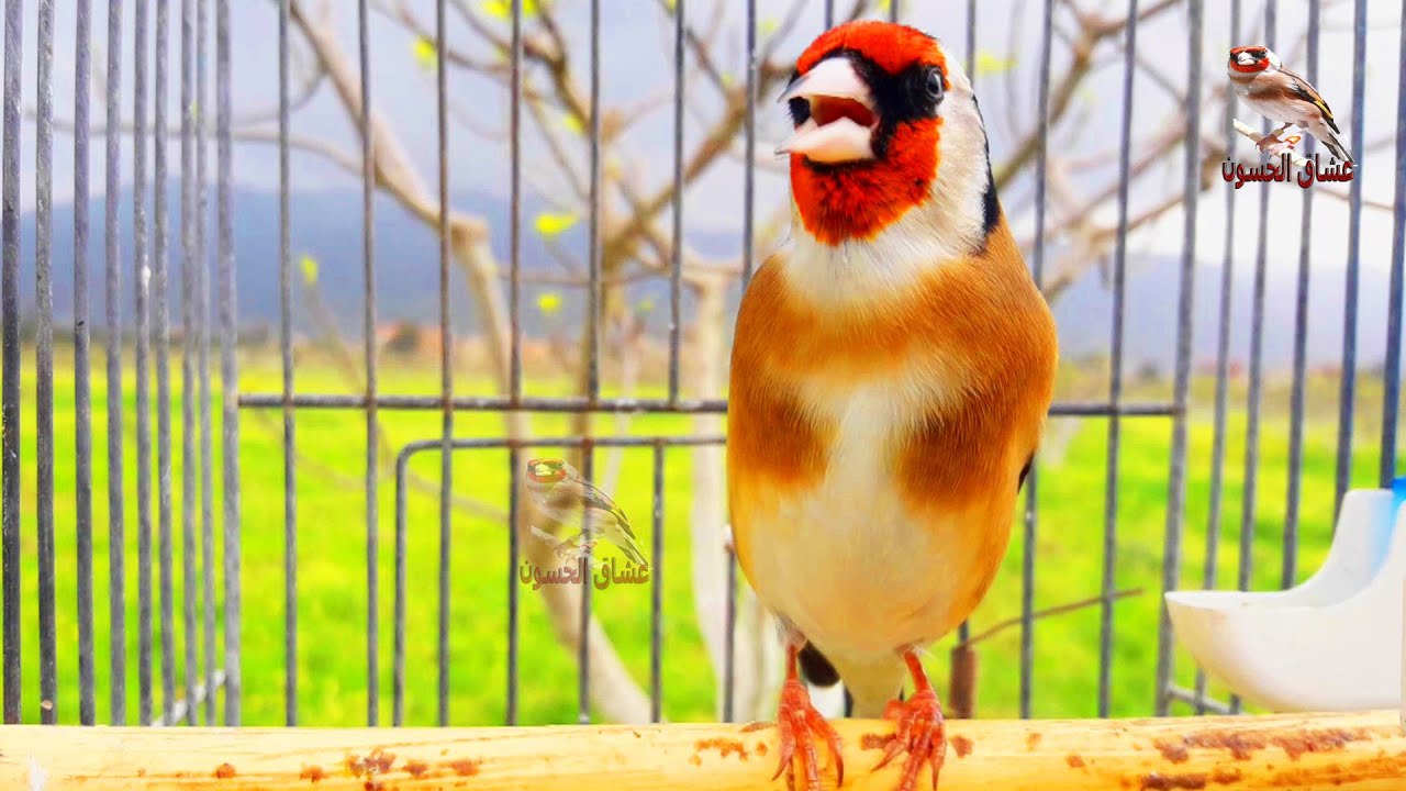 Лучший щегол на этой неделе