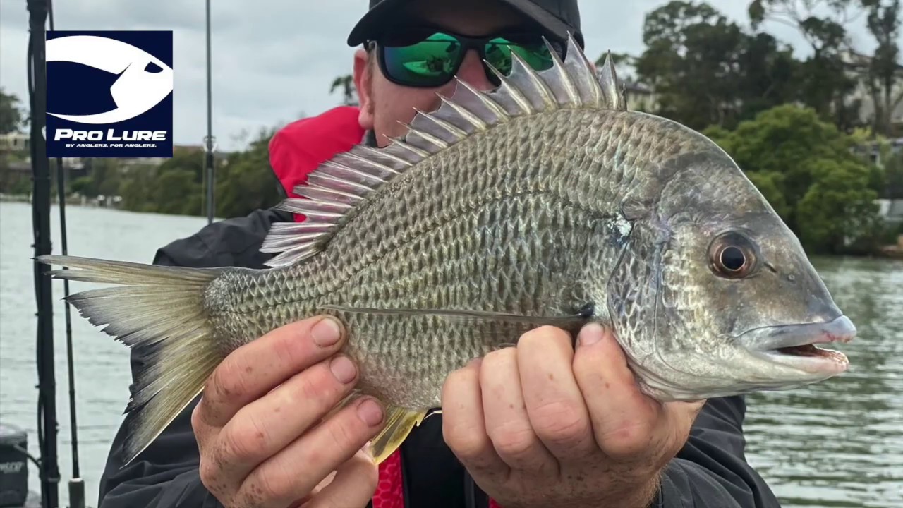 Pro Lure S36 Crank for bream