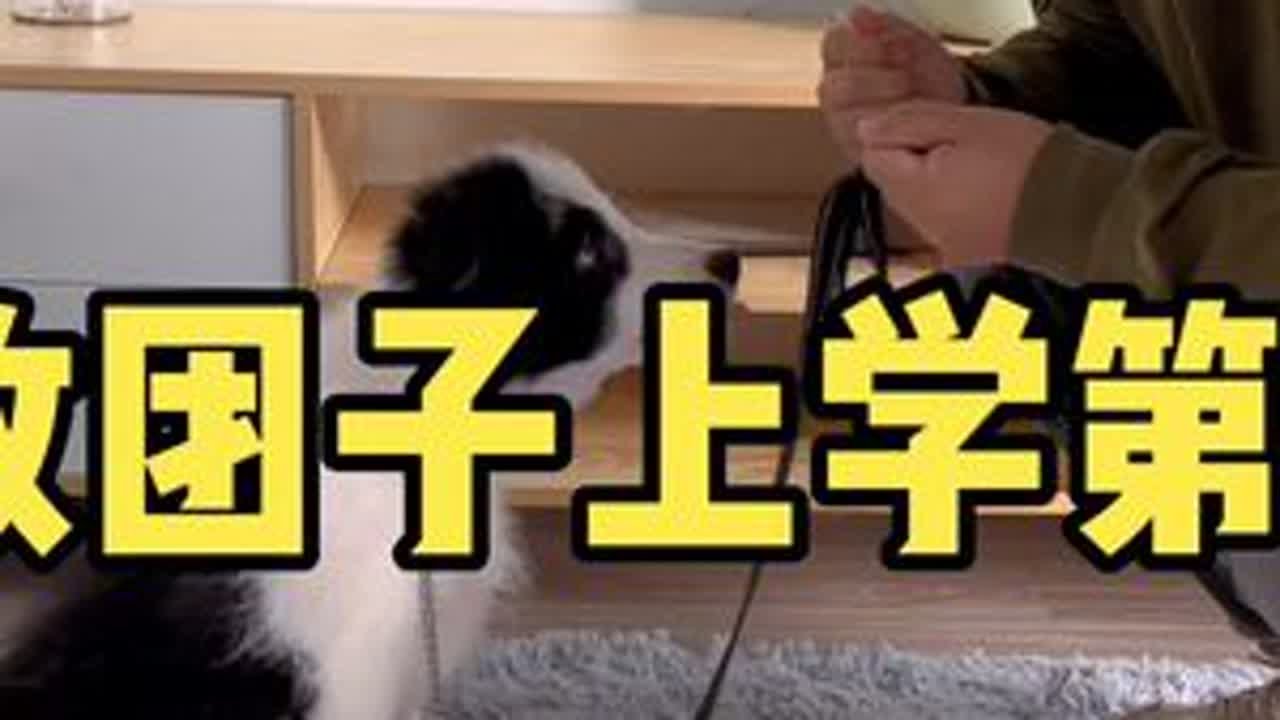 在一声声夸奖中逐渐迷失自我#狗狗上学 #边牧 #宠物训练学校