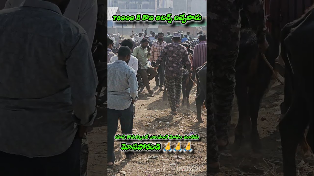 ERRAGADDA BUFFALO MARKET || ఎర్రగడ్డ గేదెల మార్కెట్ || #dairyfarming #erragadda​ #sundaymarket #agri