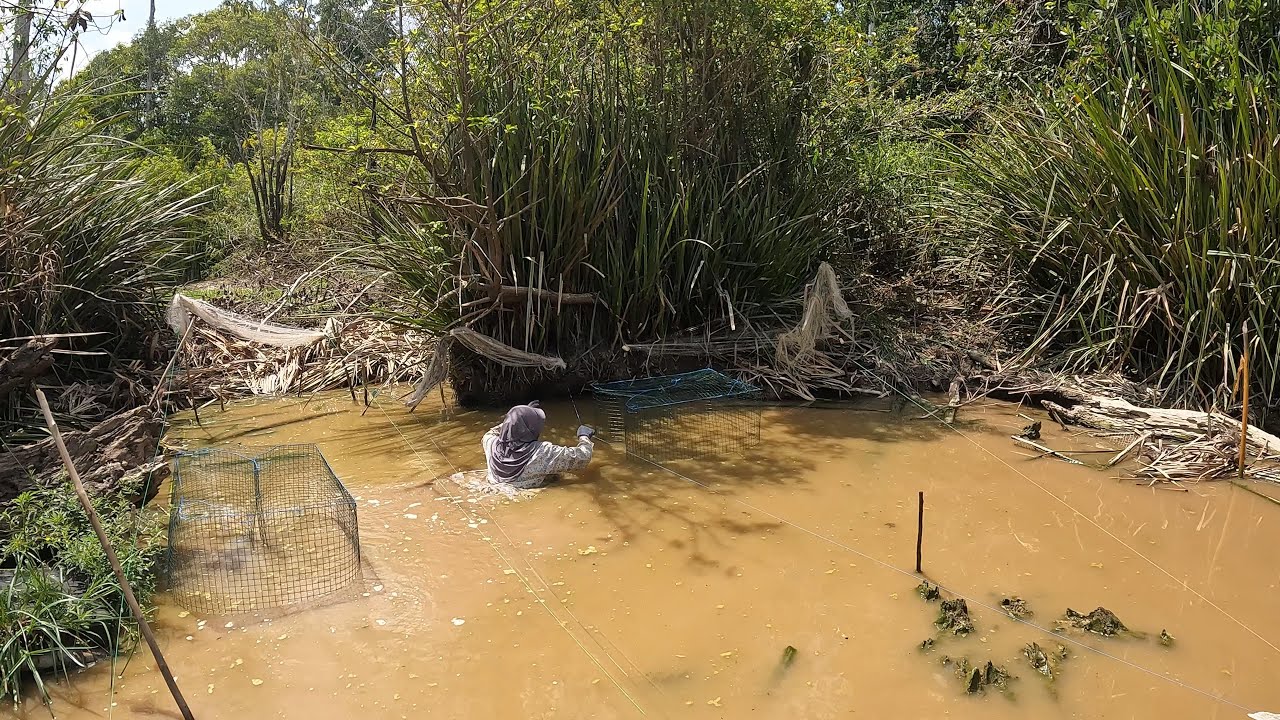 PANEN DI LUMPUR RAWA YANG DIHUNI IKAN MONSTER DI MUSIM PANAS KERING.. 🔥🔥