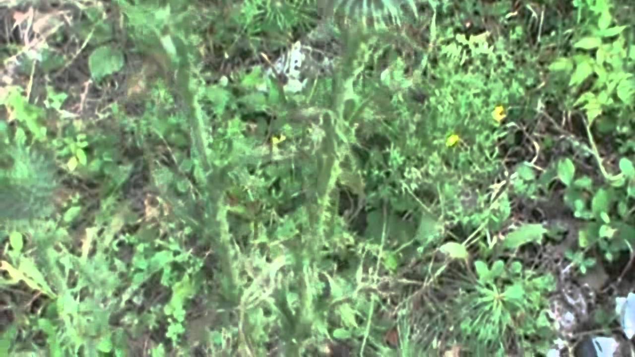 Identifying Bull Thistle, Cirsium vulgare