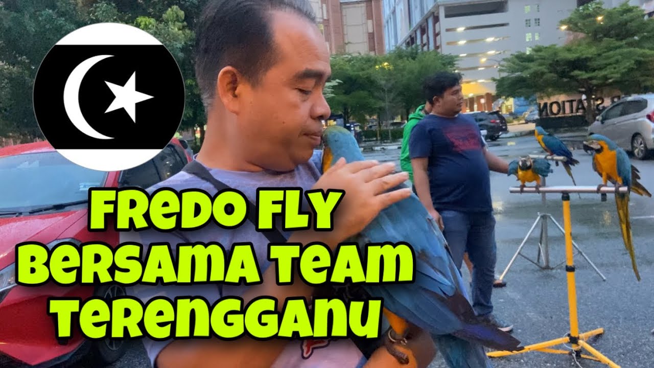 Free Fly macaw di Bandar Terengganu bersama team ganu kita bosku