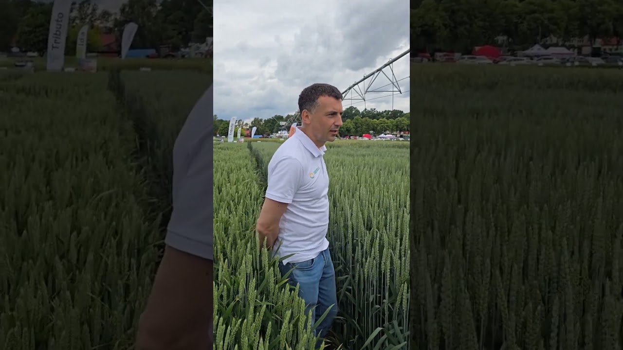 Pszenica ozima OPOKA - odporna na suszę i mróz, Semina Agro - polskie rolnictwo - HR Strzelce