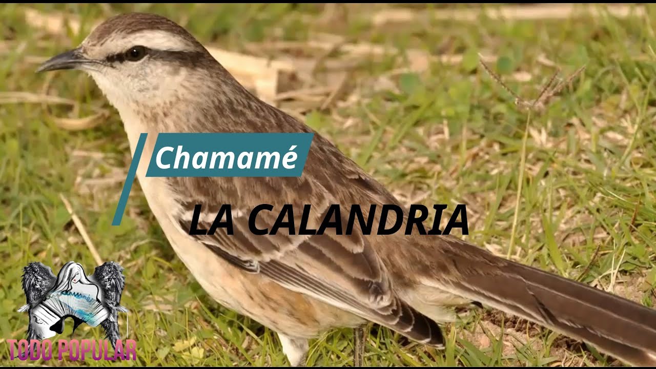 La Calandria-Chamamé