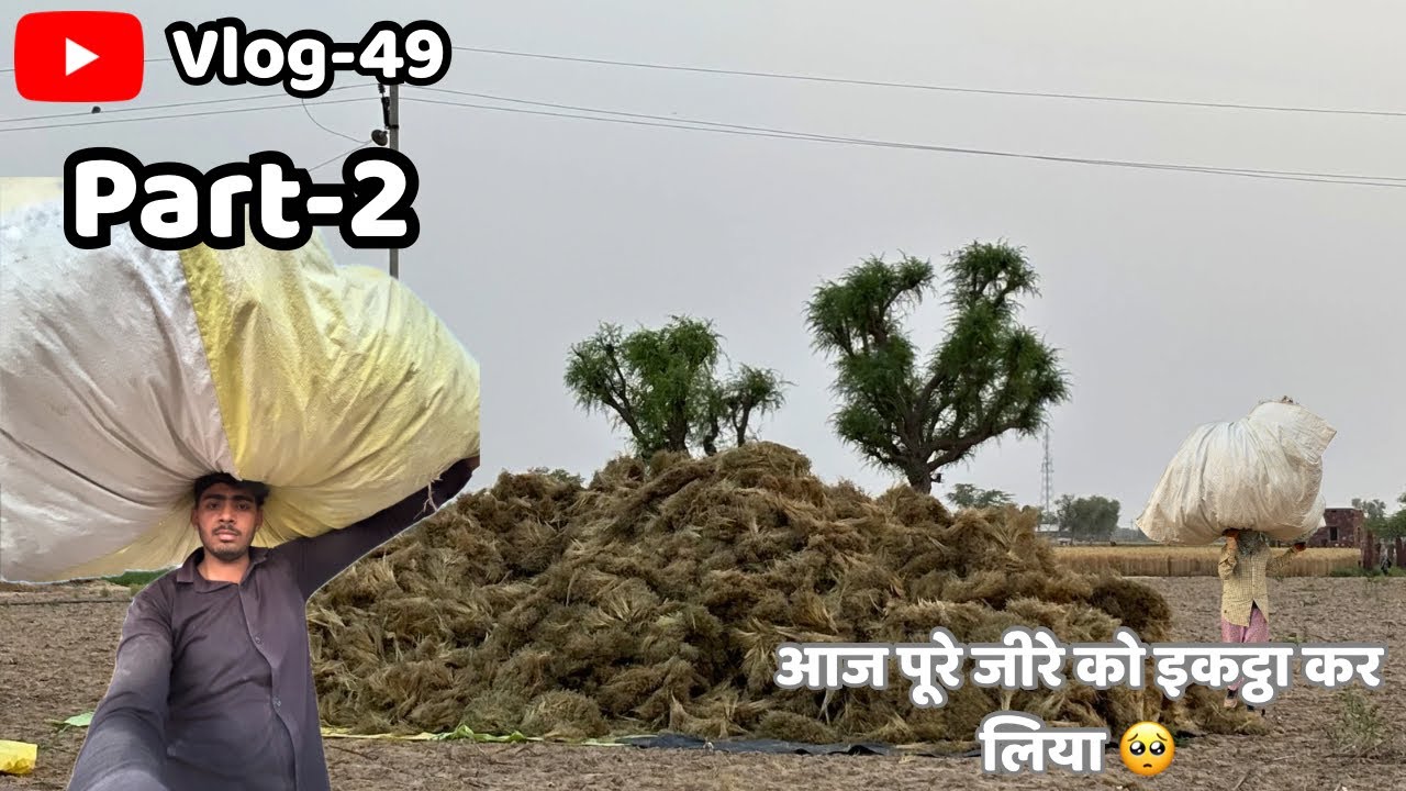 आज पूरे जीरे कों इकट्ठा कर लिया 😍 #vlog #dailyvlog 