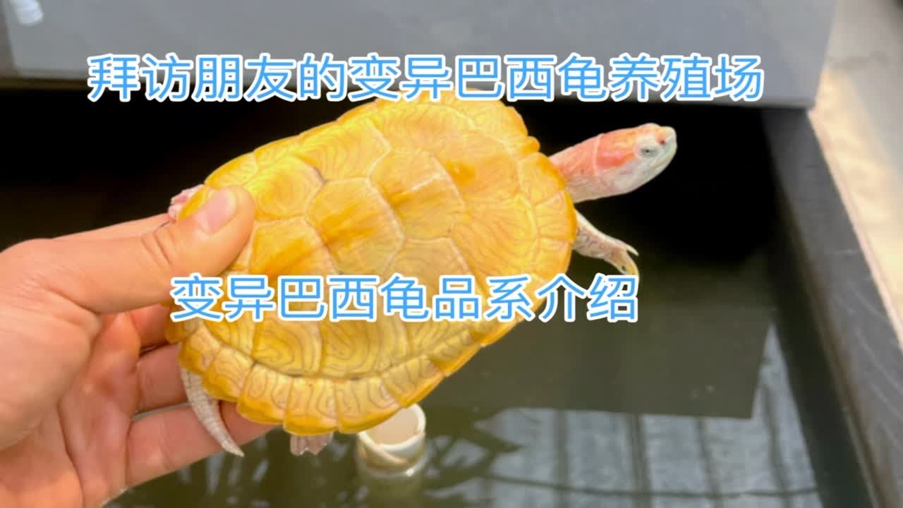 拜访朋友的变异巴西龟养殖场