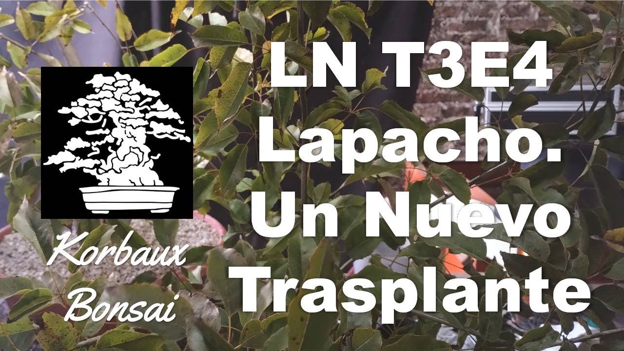 LN T3E4 Lapacho. Un Nuevo Trasplante (Handroanthus impetiginosus)