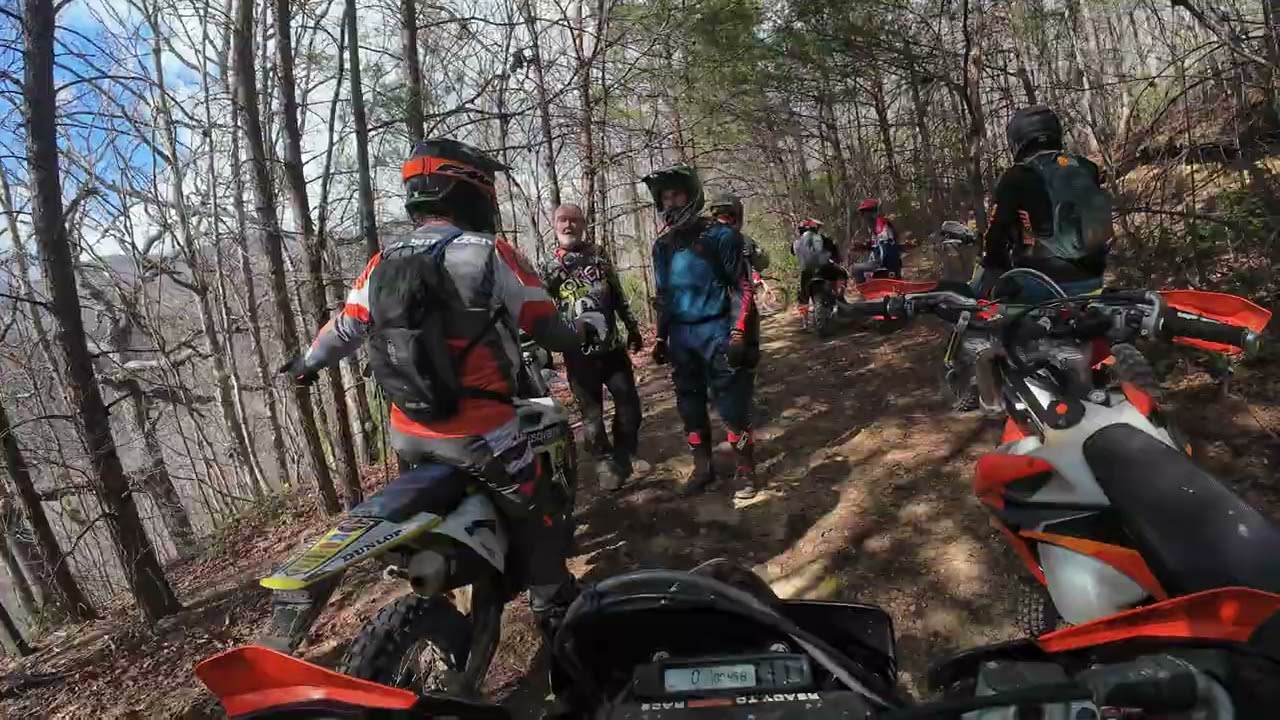 Beech, with a HUGE group
