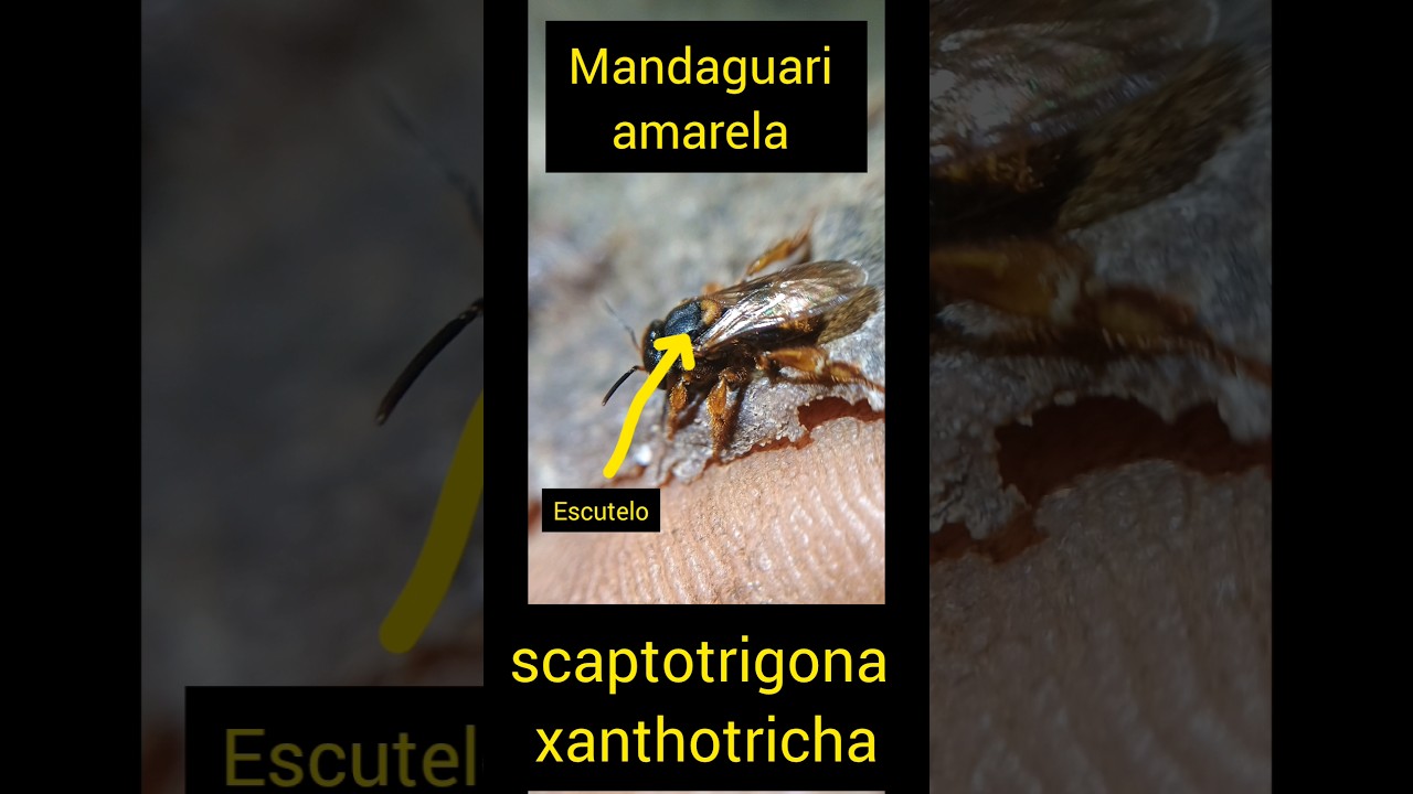 mandaguari amarela, tubuna, mandaguari preta, suas principais diferenças!