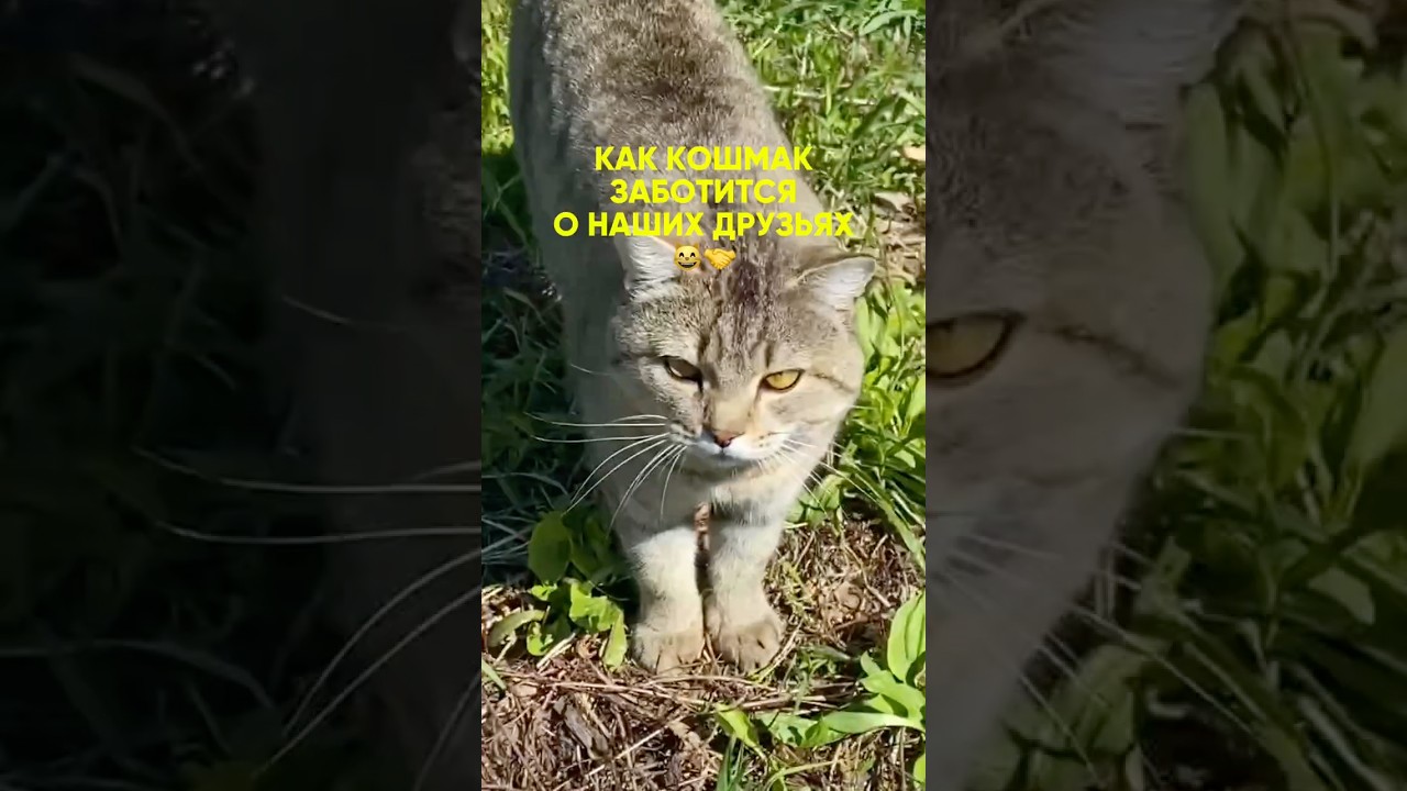 Как Кошмак учил городских друзей жить в деревне