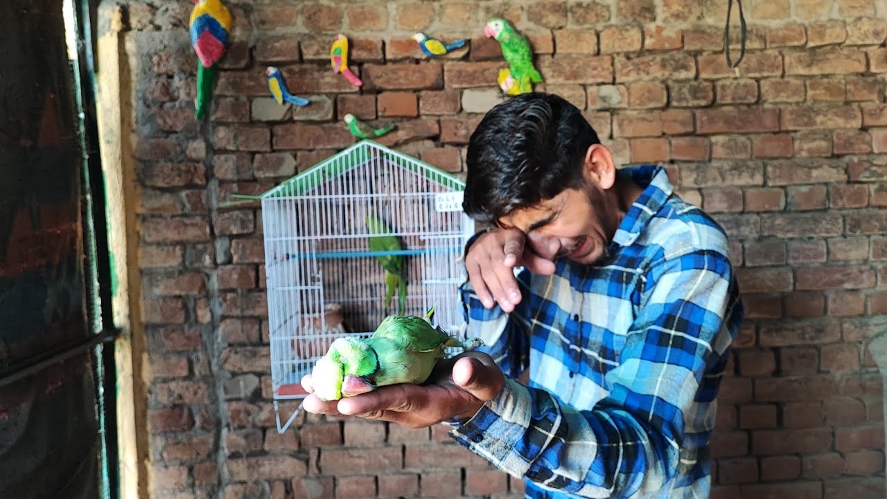 Green Parrot Ki Death Ho Gayi 😢@Hamza Sidhu