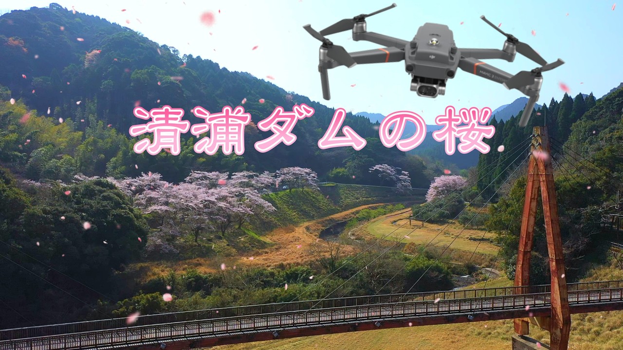 【清浦ダムの桜】花吹雪、ソメイヨシノ満開　mavic2proで空中散歩