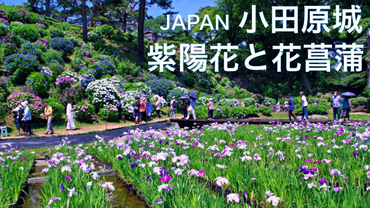 【小田原城 あじさい花菖蒲まつり】　紫陽花と1万株のハナショウブが彩る絶景とお城　アヤメ　アジサイ　神奈川観光　JAPAN Travel　Odawara　Iris　Hydrangea