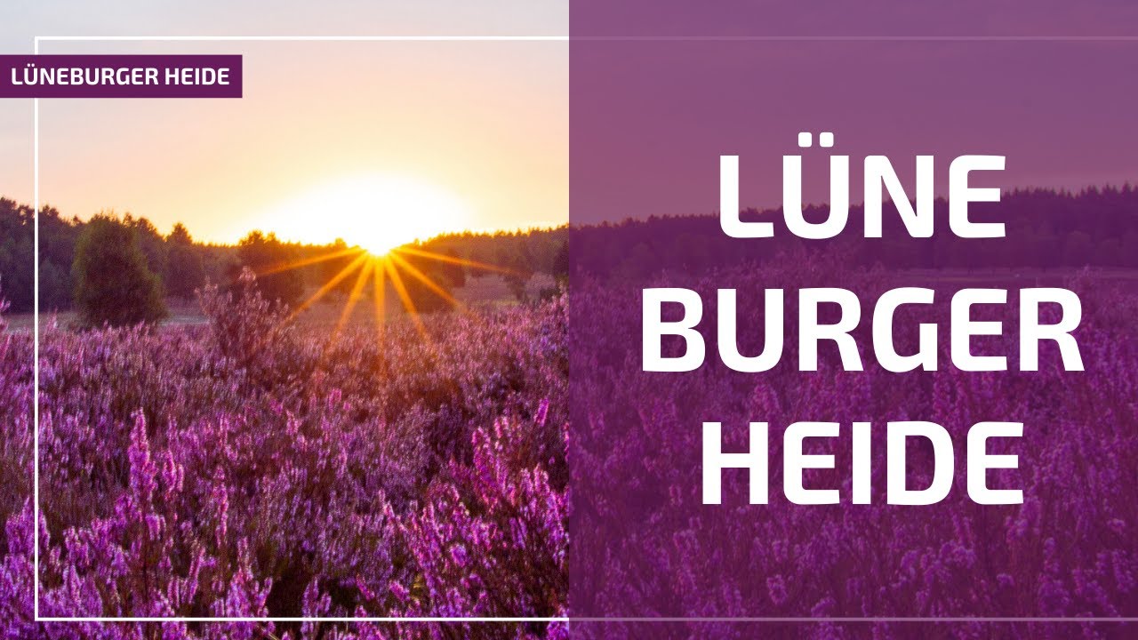 Das ist die Lüneburger Heide, so 💜 ich sie
