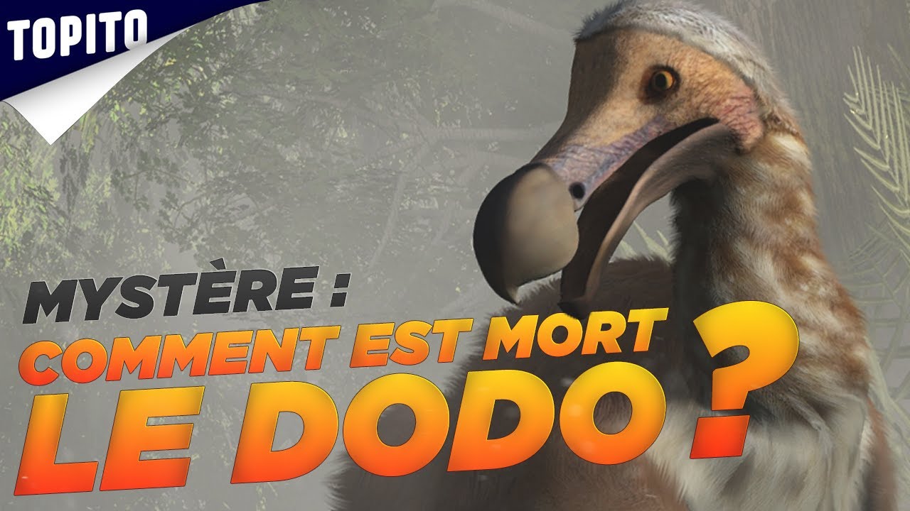 Top 8 des animaux disparus par 