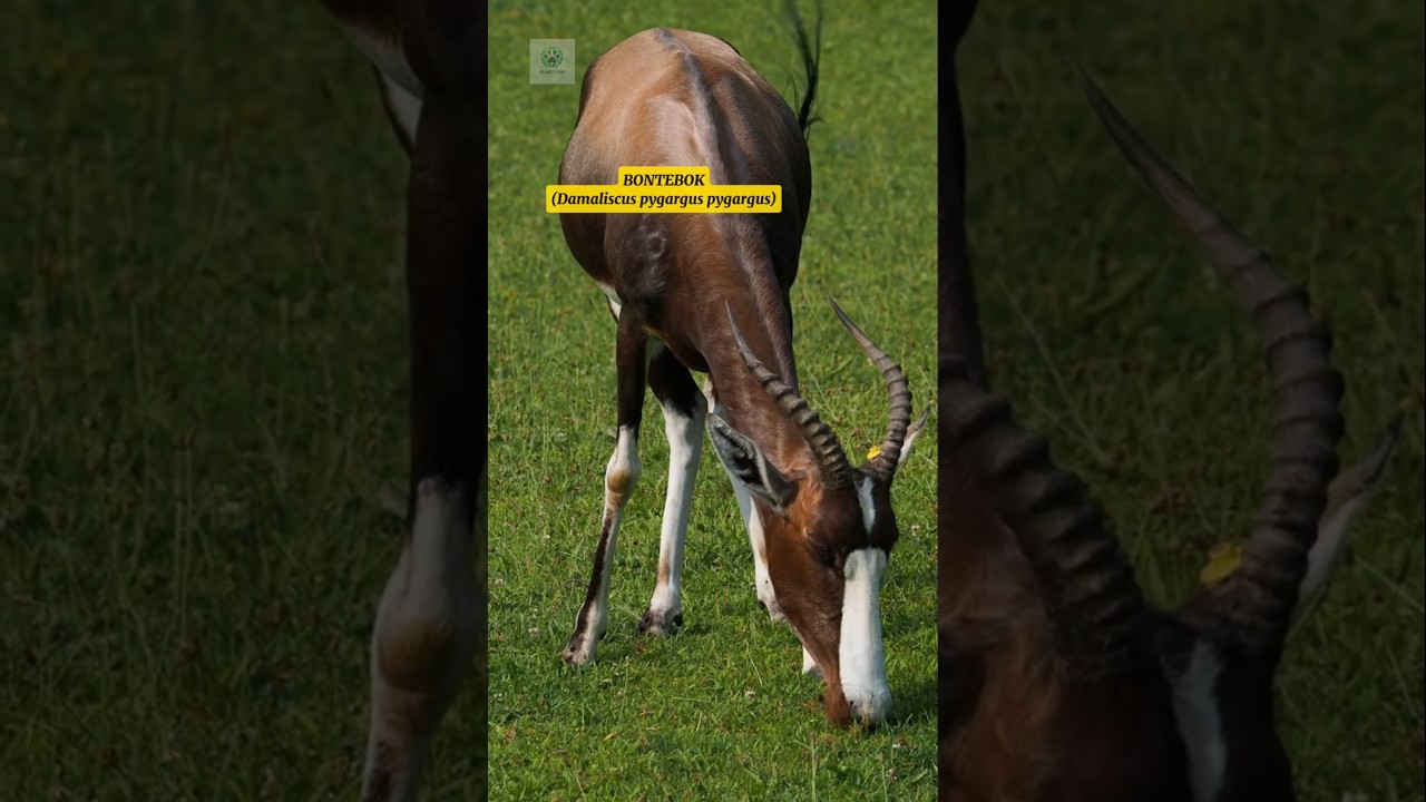 Bontebok 🦌 
