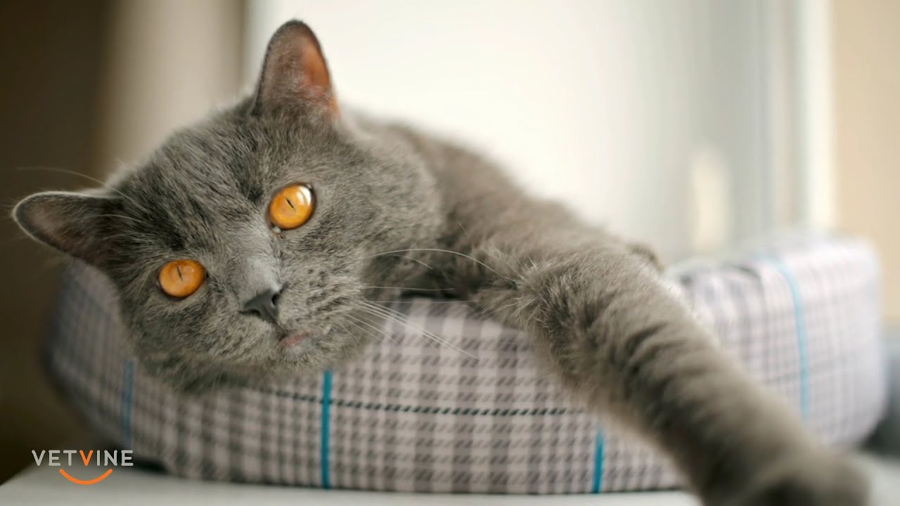 When to worry about vomiting in cats