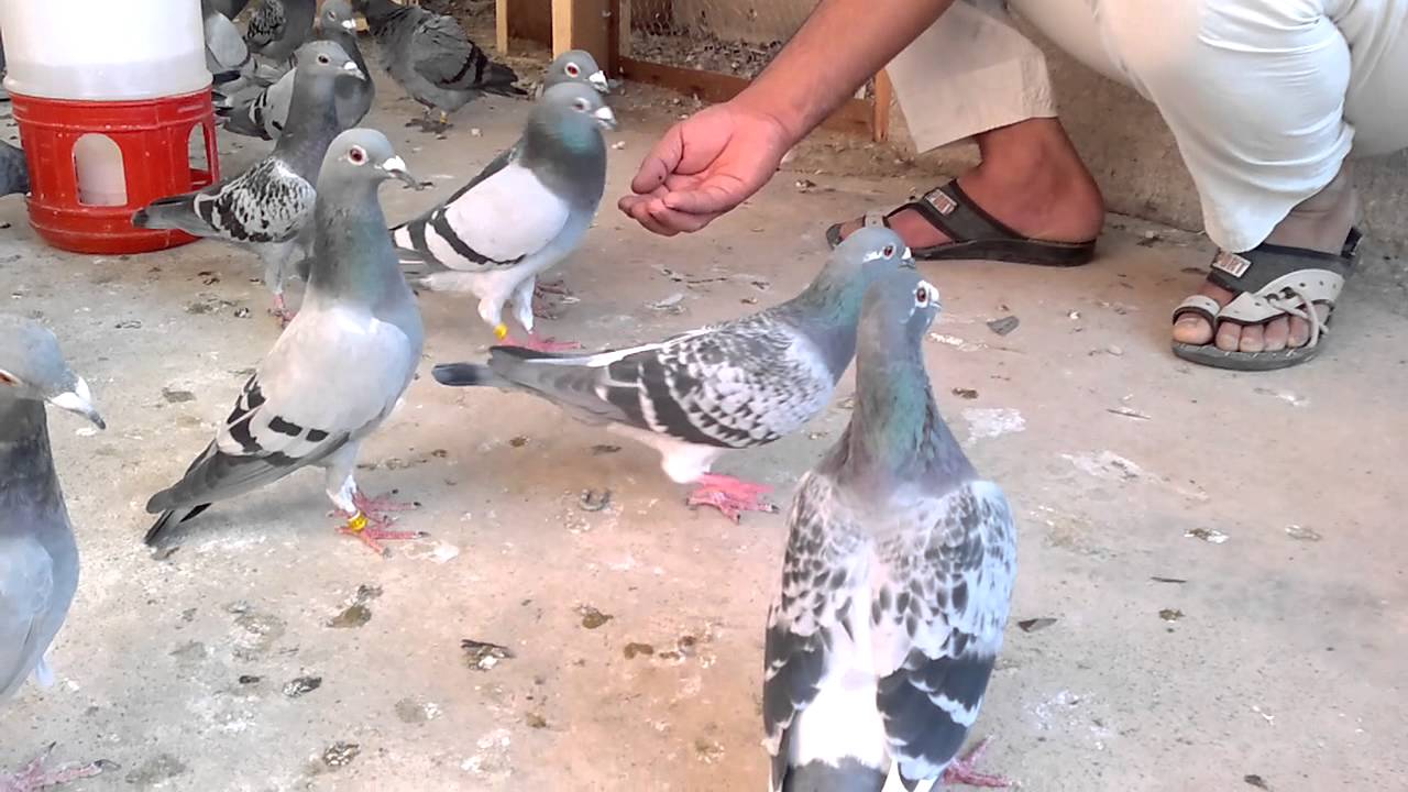 حمام الزاجل عدي العراق موصل