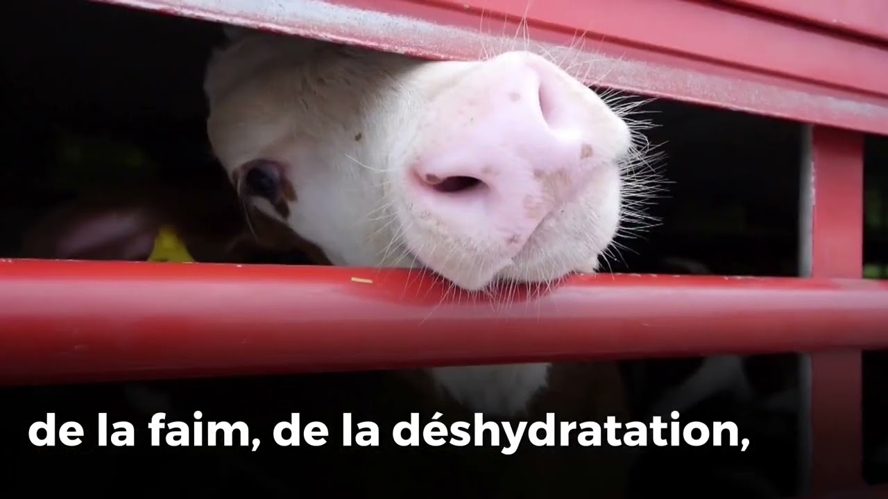 CIWF - Journ&eacute;e internationale contre les exportations d'animaux vivants