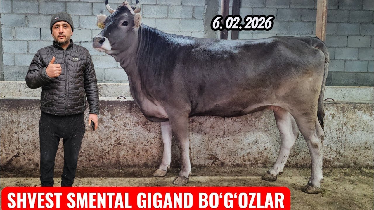 VooY DooD😱 SHVEST SMENTAL YETUK BO‘G‘OZLAR ZO‘RLARI SHOSHILAMIZ🔥