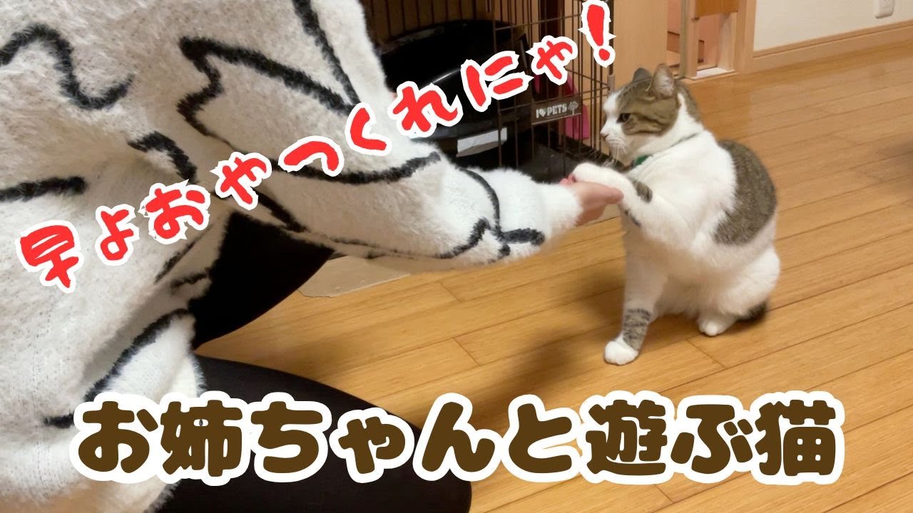 お姉ちゃんと遊ぶ猫