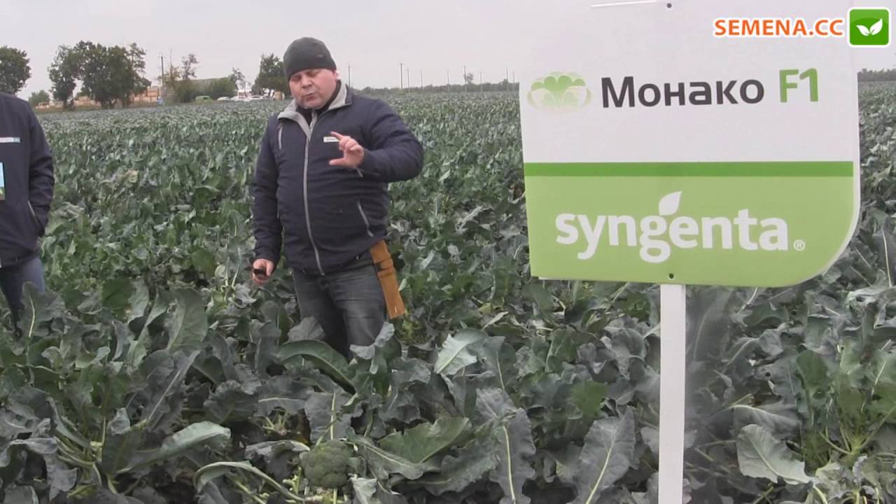 Монако F1 капуста (syngenta) День поля 13.10.2016