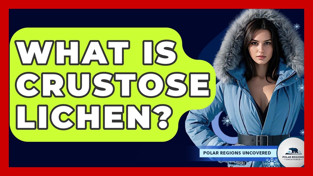 What Is Crustose Lichen? - Polar Regions Uncovered