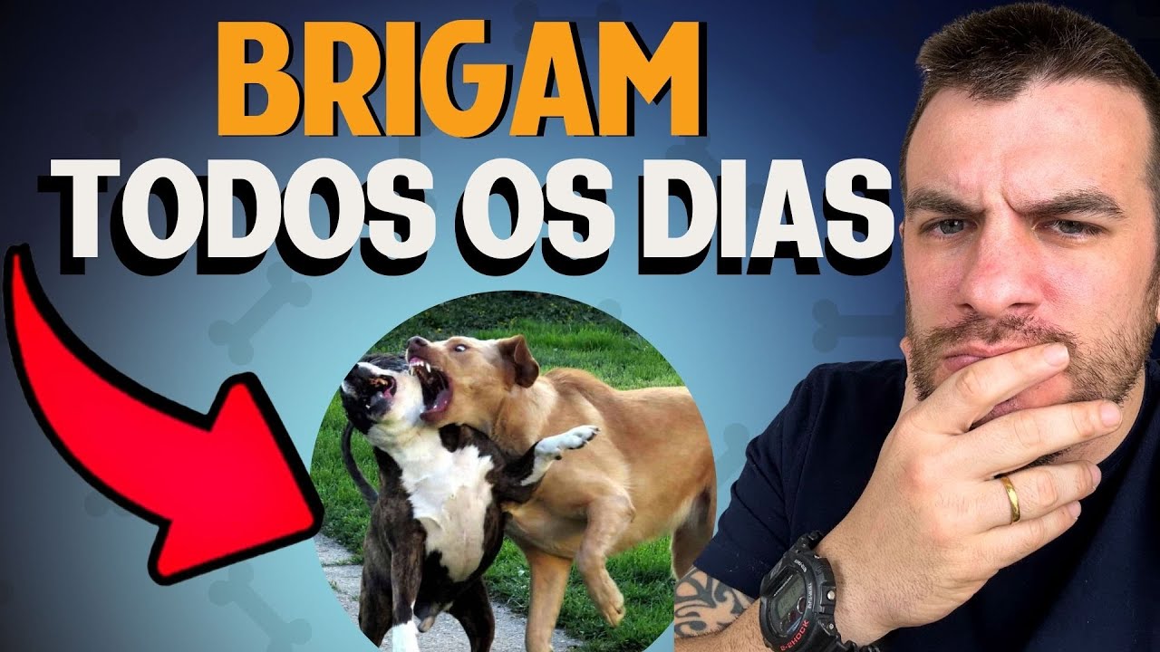 5 DICAS INFALÍVEIS PARA ADESTRAR CÃES QUE BRIGAM MUITO
