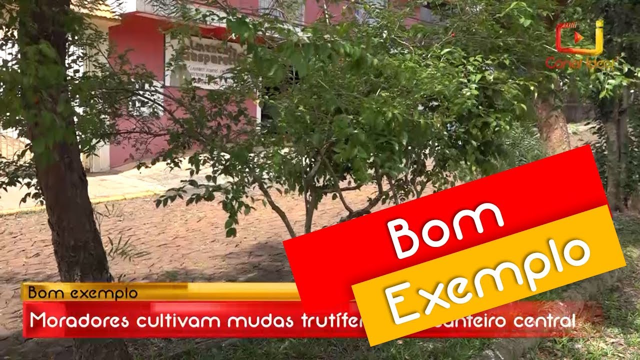 Moradores cultivam mudas frut&iacute;feras em canteiro central