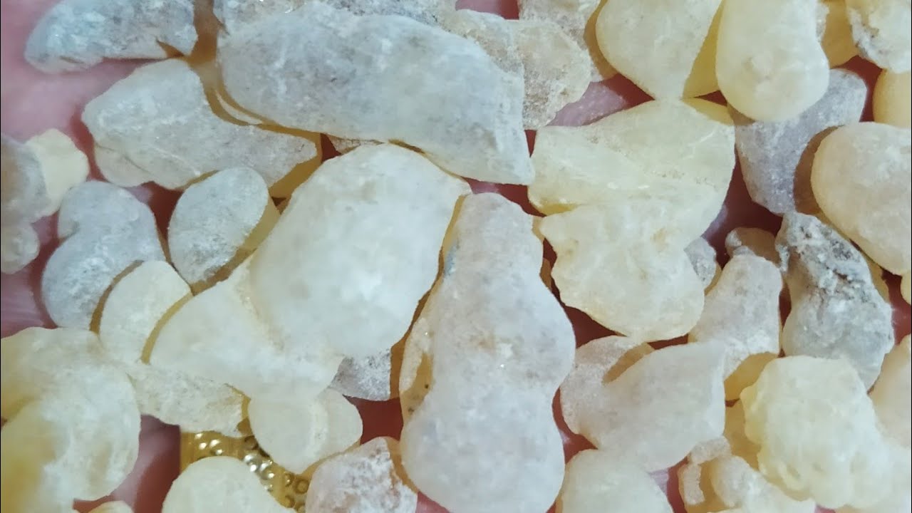 G&uuml;nl&uuml;k Sakızının Faydaları , &Ccedil;iğneyerek iyileştiren ,şifa sakız , &ouml;ks&uuml;r&uuml;k,mide ,bağırsak sorunları