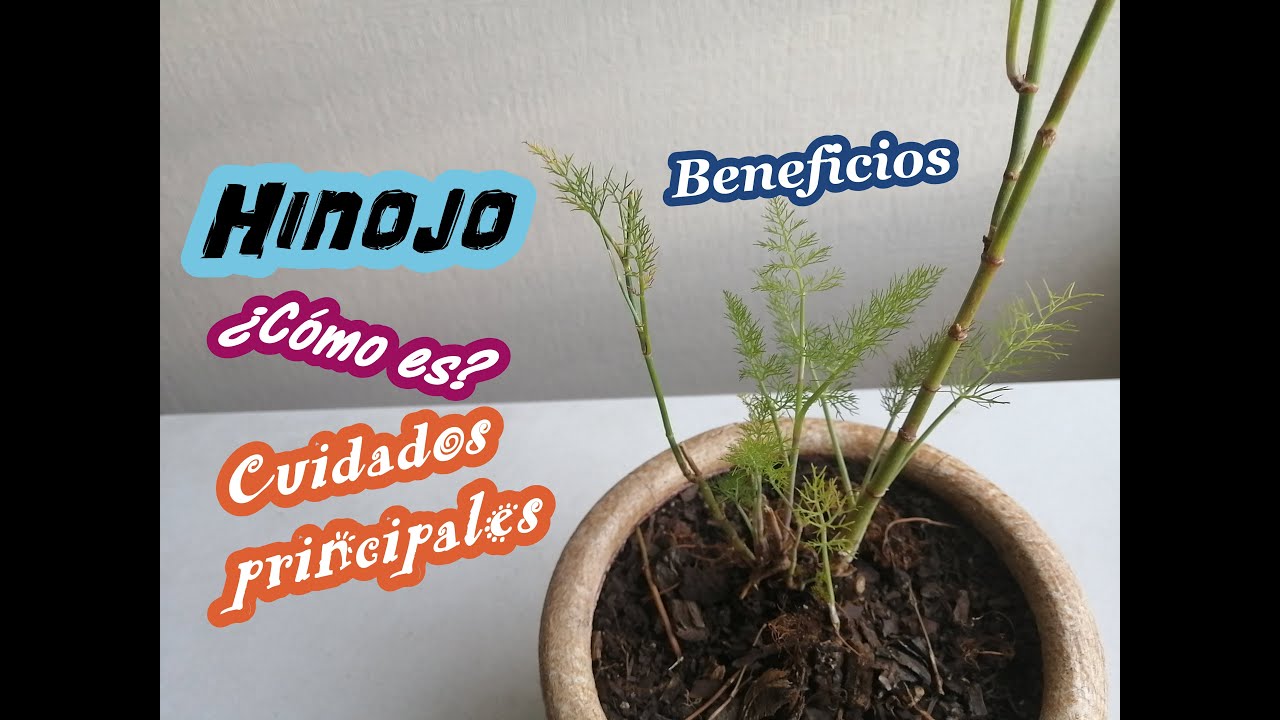 HINOJO cuidados y más